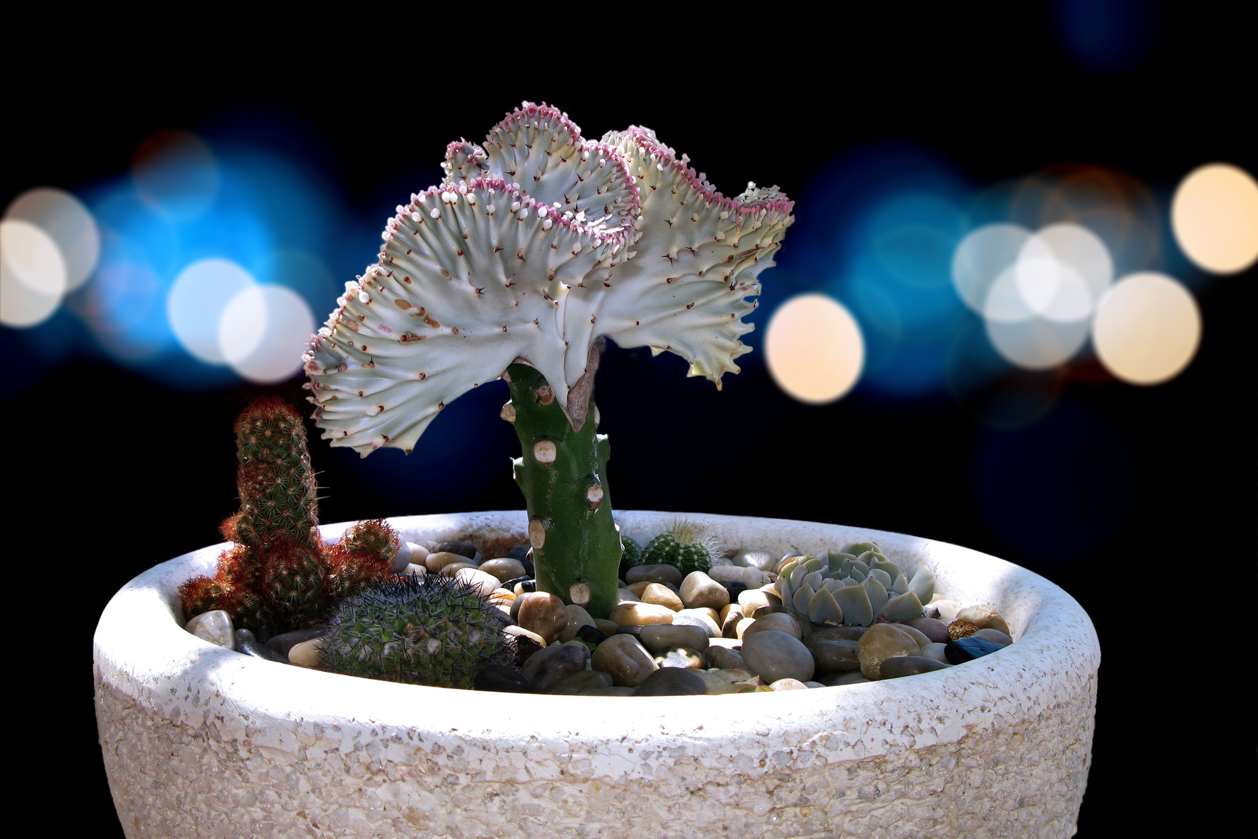 En imágenes: cinco cactus raros y curiosos que querrá tener en casa