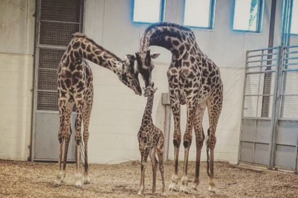 Jirafa murió después de fracturarse el cuello en un zoológico de Estados Unidos