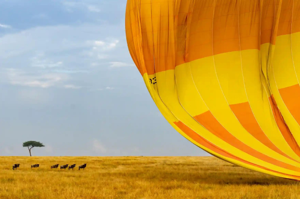 Categoría lugar, gente y naturaleza: 
Michael Hegyi tomó esta foto cuando un pequeño grupo de ñus azules salvajes ven desde lejos cómo aterriza un globo aerostático.