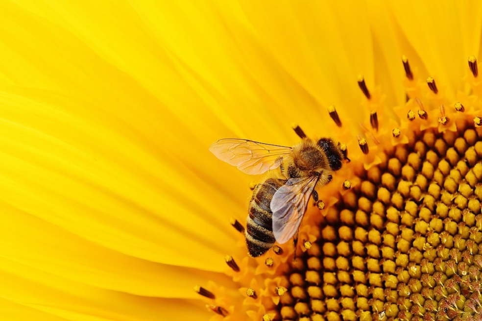 Encuentran rastros de pesticidas en el 75% de muestras de miel de todo el mundo