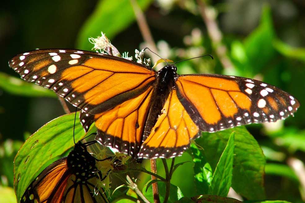 Deforestación afecta hábitat de mariposa monarca