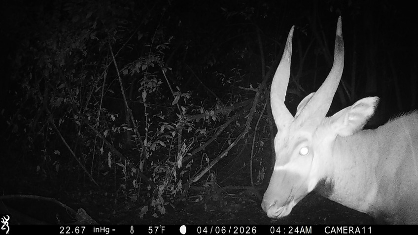 Los bongos son los antílopes forestales más grandes de África.