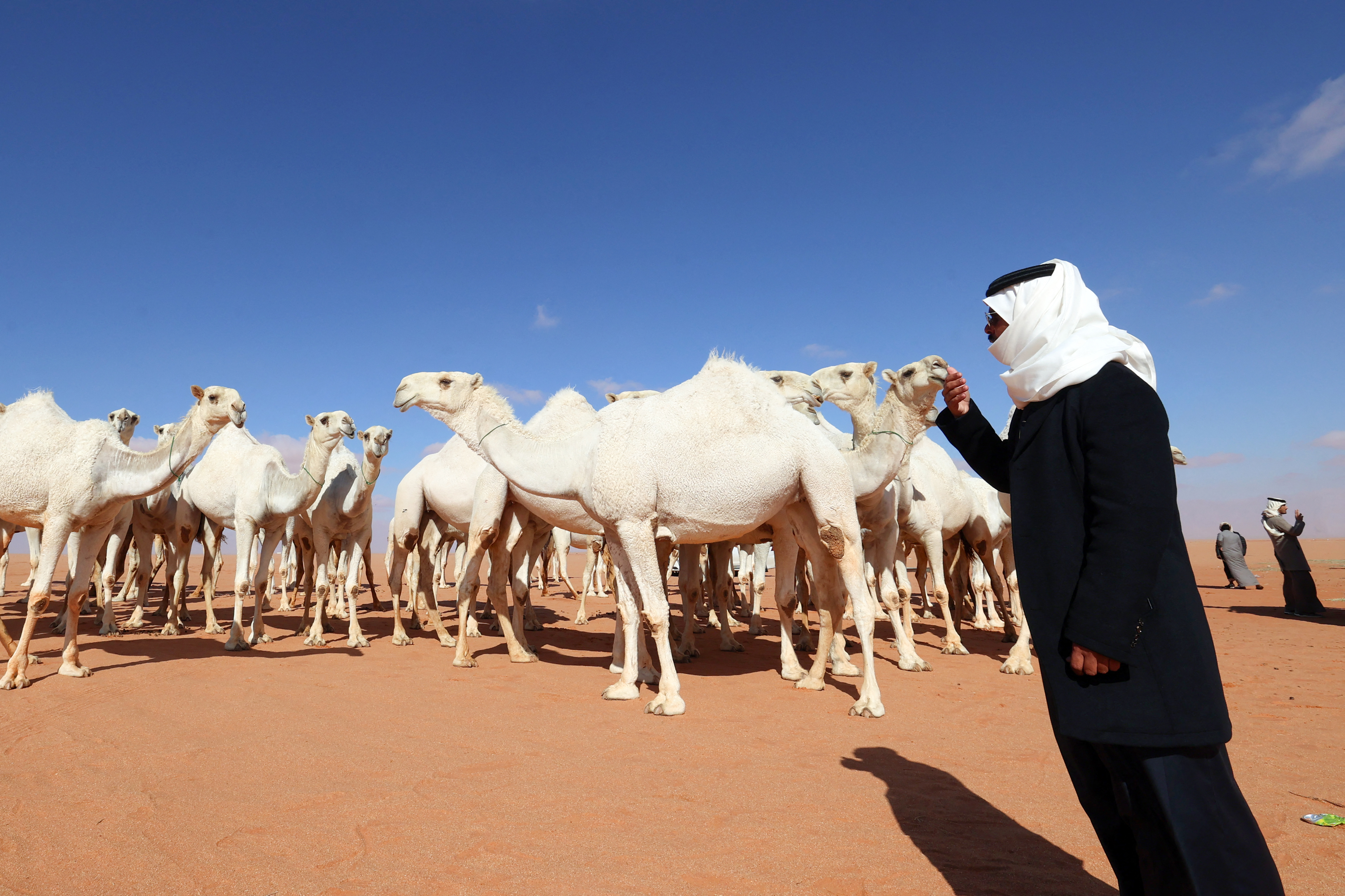 Saudi herder Mansour al-Qatula is pictured next to his animals during the annual King Abdulaziz Camel Festival in Rumah desert, northeast of the Saudi capital Riyadh, on January 10, 2023. - Qatula uses a mode of communication with camels, known as Alheda'a which was recently inscribed on UNESCO's list of intangible cultural heritage, highlighting the deep traditional connection between camels and inhabitants of the Arabian Peninsula. (Photo by Fayez Nureldine / AFP)