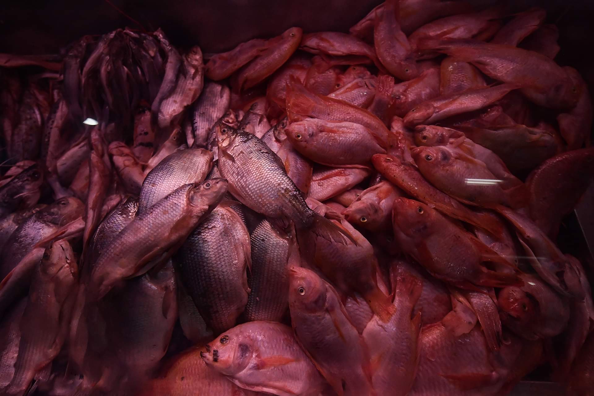 En la Semana Santa de este 2022, los habitantes de El Restrepo y otras partes de Bogotá asistieron a esta plaza de mercado para cumplir con la tradición religiosa de comer pescado.