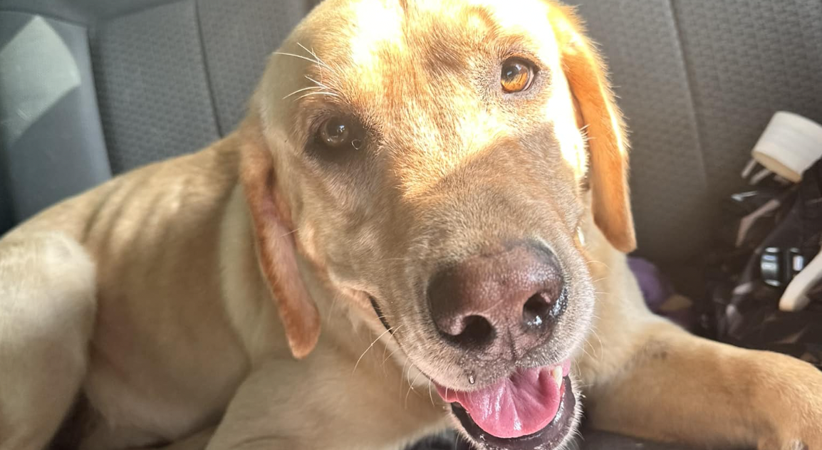 Waylon, el perro abandonado: persiguió el bus de una guardería canina y consiguió un hogar