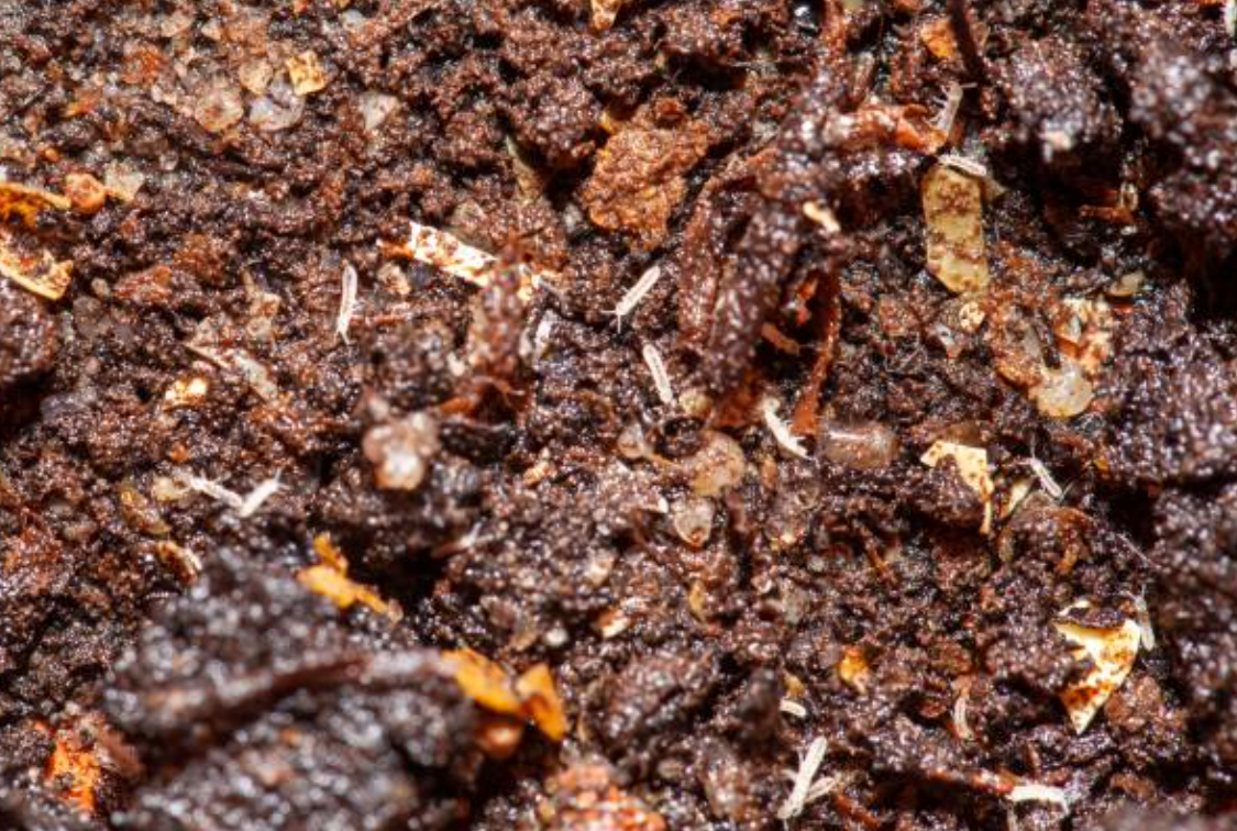 Los colémbolos son diminutos y abundantes artrópodos del suelo que, aunque pueden aparecer en ambientes húmedos y parecer una plaga, en realidad cumplen un papel clave