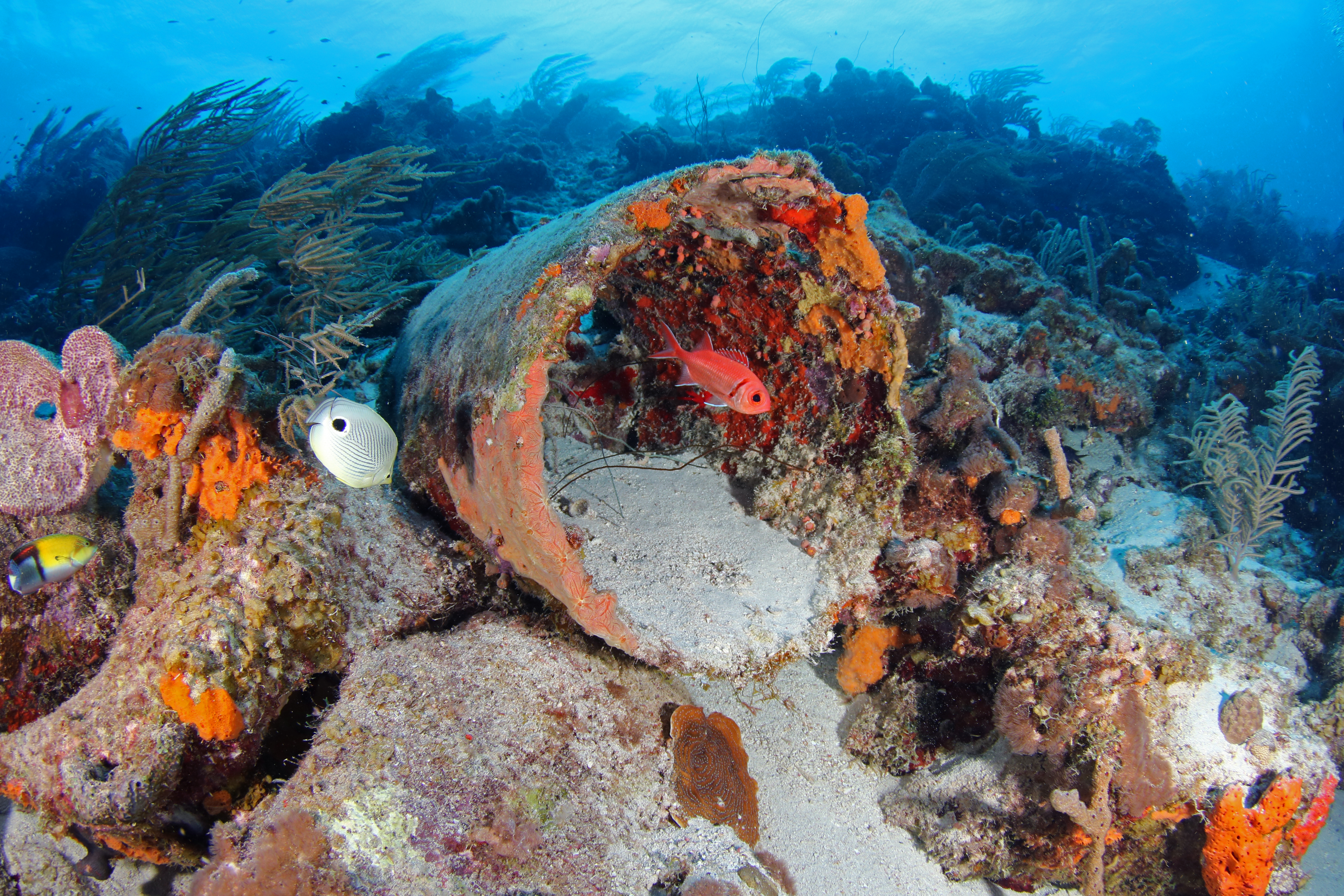 De los setenta sitios de buceo populares que la isla tiene disponibles, más de la mitad de ellos son accesibles desde la costa.