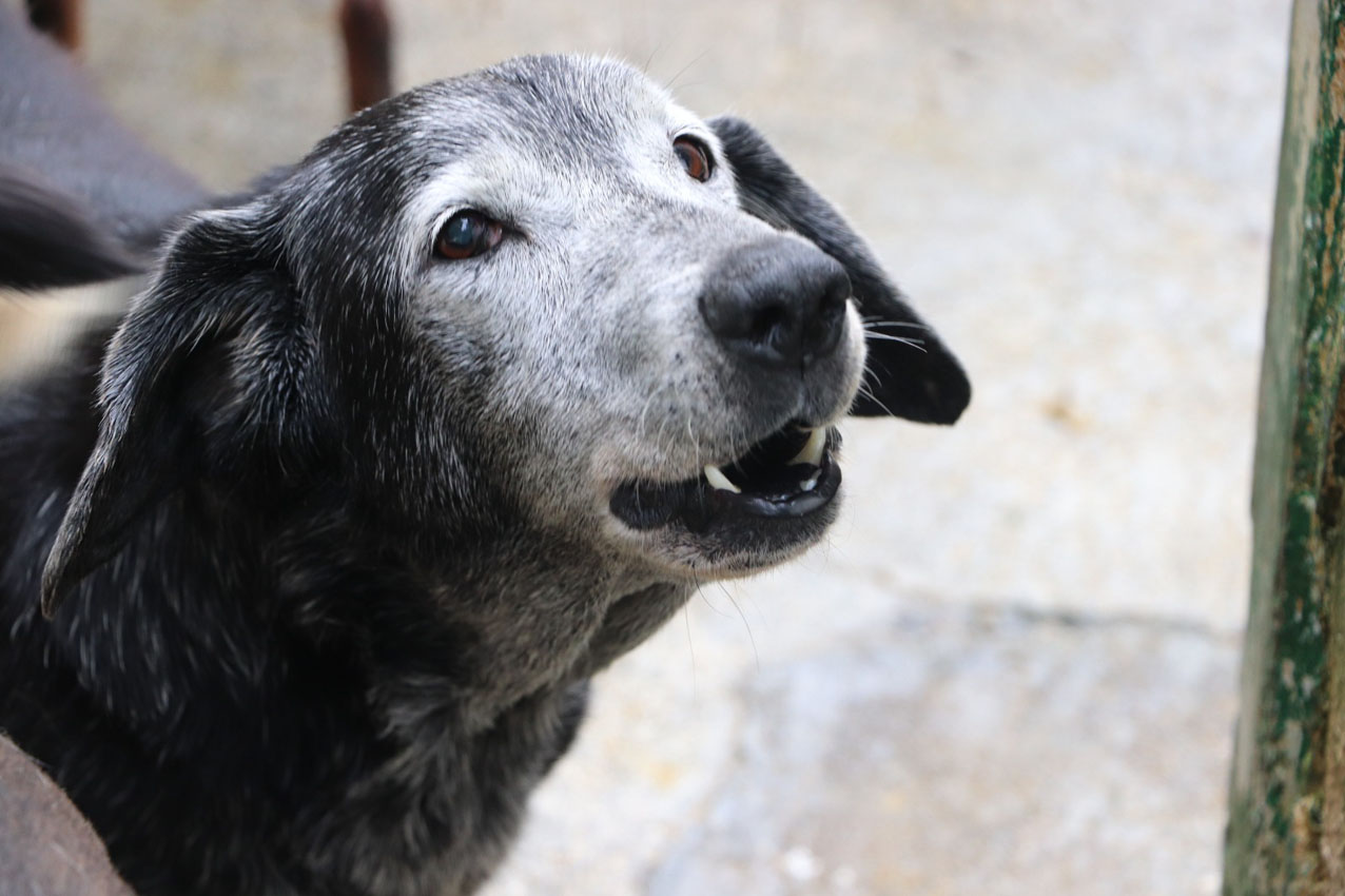 “Te voy a amar mucho”: adoptan a la perrita más viejita en jornada de adopción en Medellín