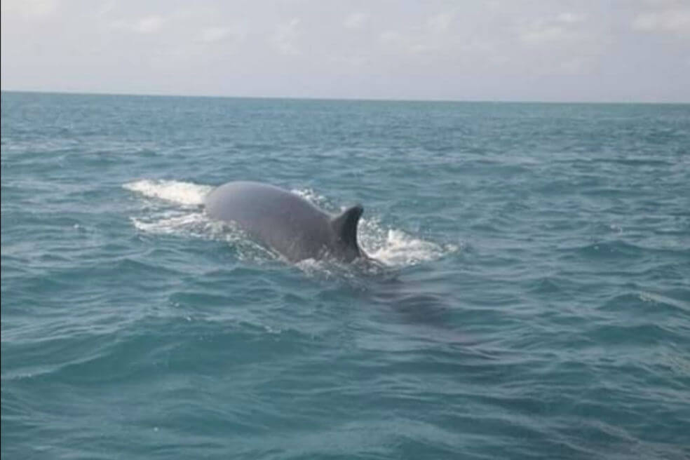 Por primera vez avistan una ballena de aleta en el Parque Nacional Corales del Rosario