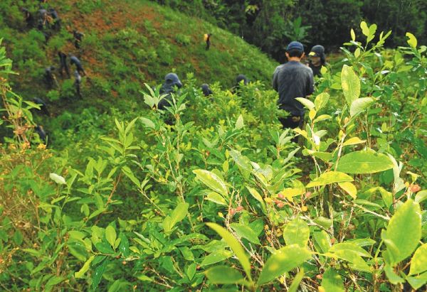 Gobierno y ONU lanzan plan para alejar a agricultores de cultivos de coca