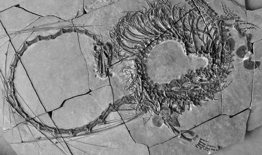 Así es el reptil acuático de cinco metros que vivió hace 240 millones de años