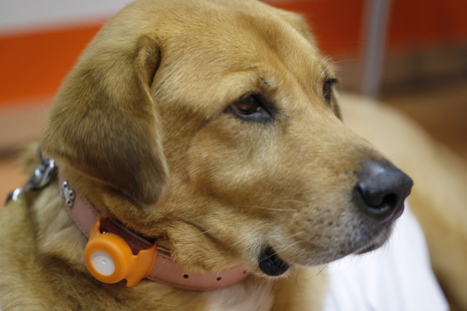 Científicos británicos miden el cociente intelectual (CI) de los perros