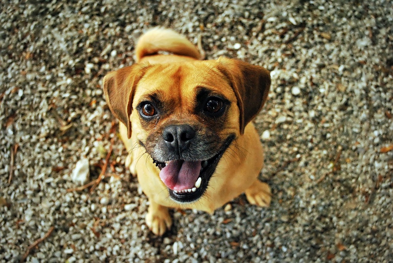 (Video) Los perros sonríen como los humanos, así lo demostró la ciencia