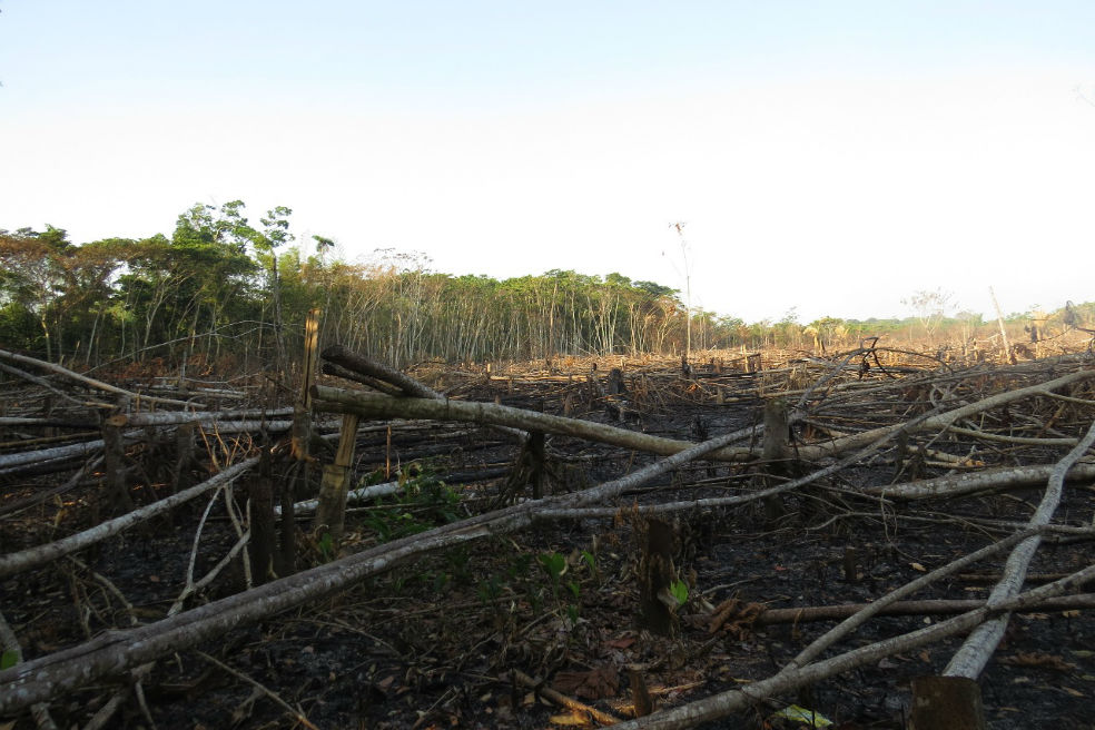 2017, uno de los peores años para la deforestación en el mundo