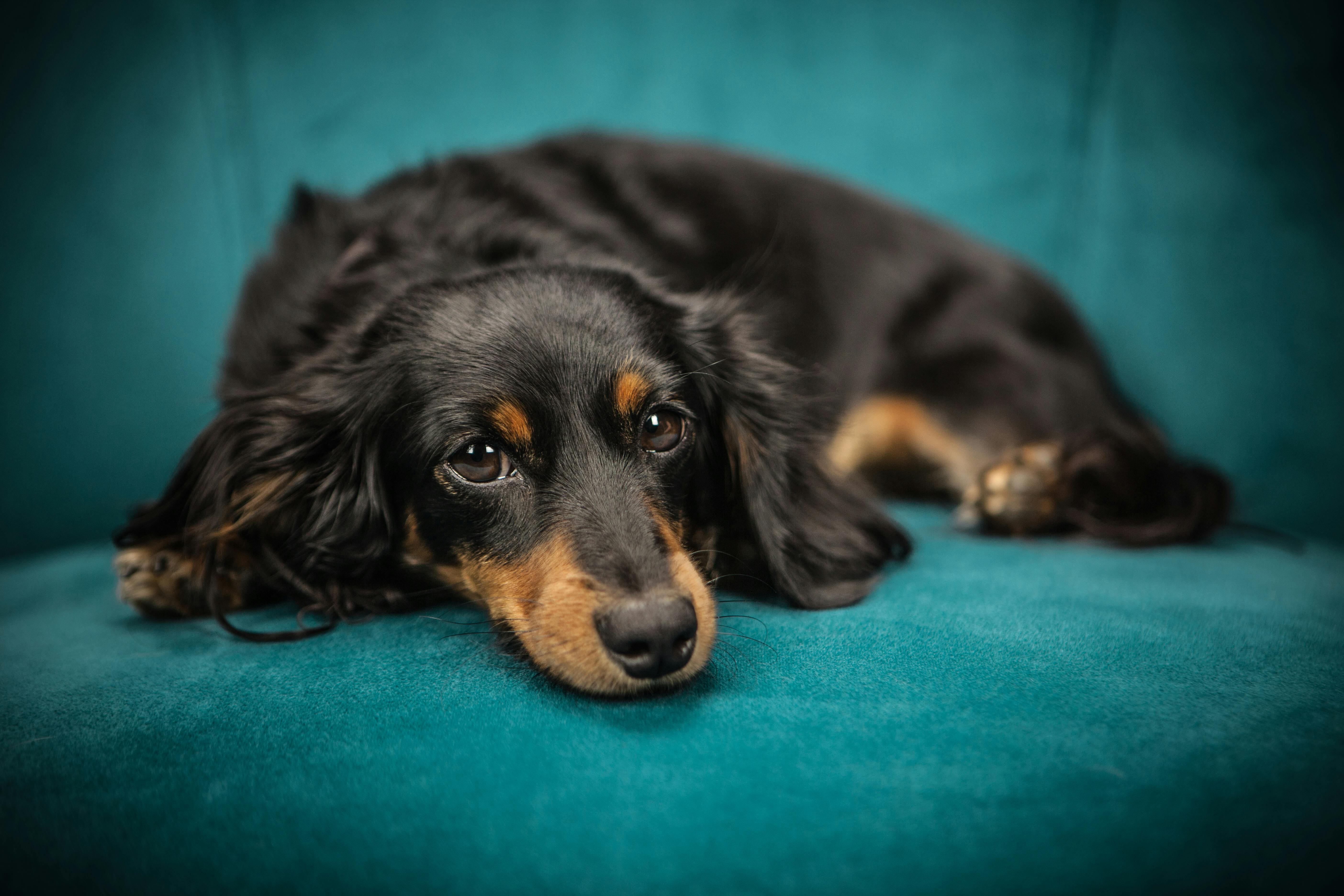 ¿Cómo educar a su perro para que no destruya sus muebles?