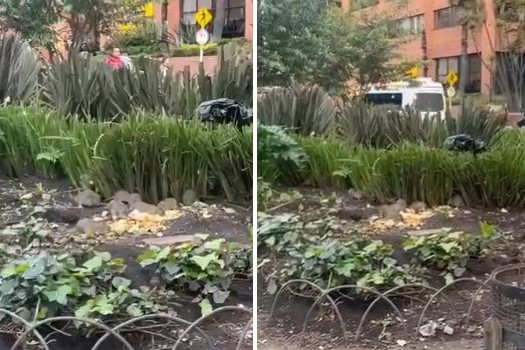 Video: denuncian que decenas de ratas acechan el centro financiero de Bogotá