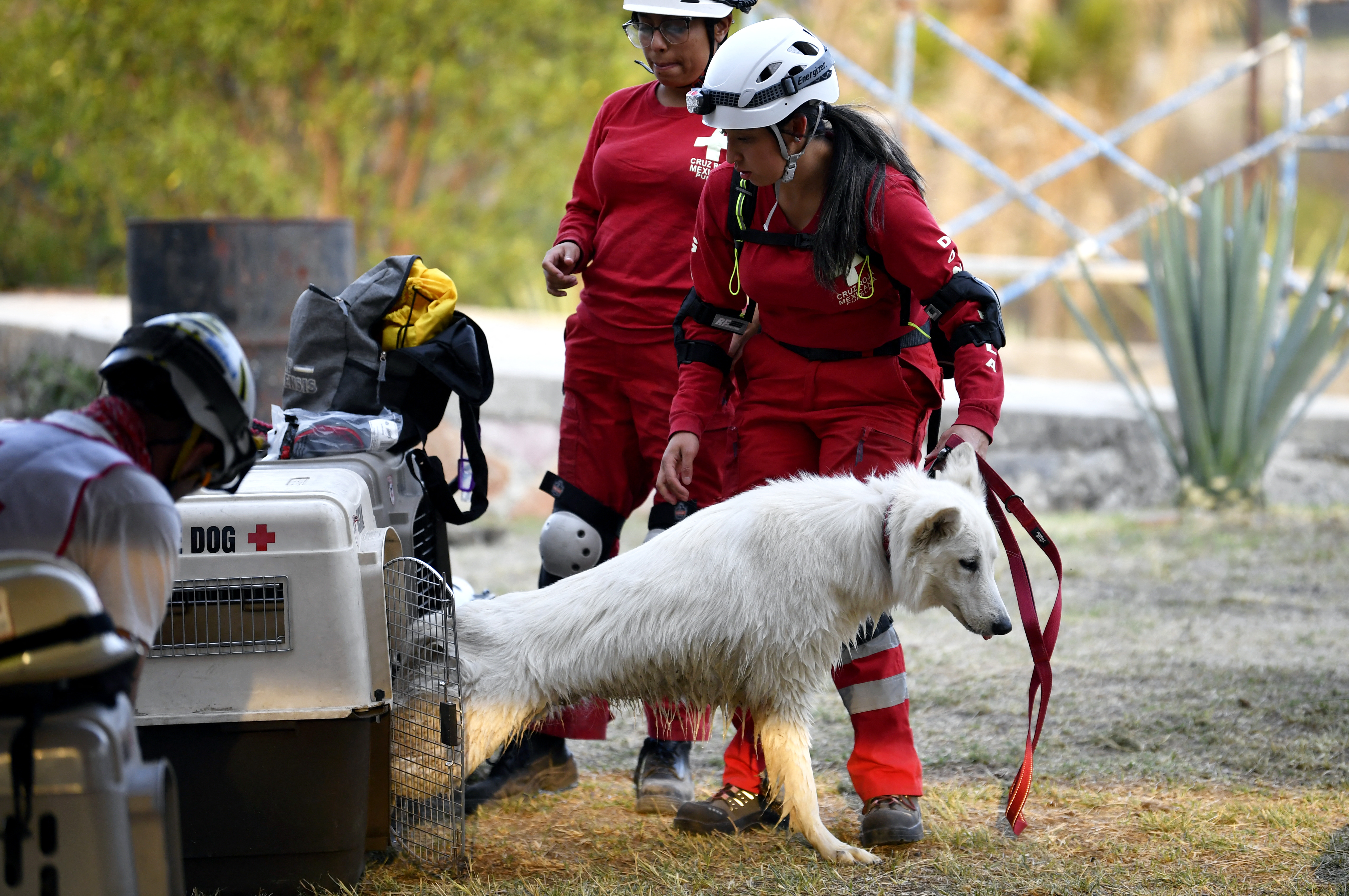 Perros mexicanos se entrenan para salvar vidas en todo el mundo