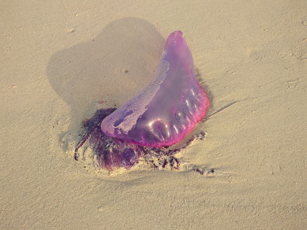 Parques Naturales alerta sobre la presencia de ‘aguamala’ en Parque Tayrona
