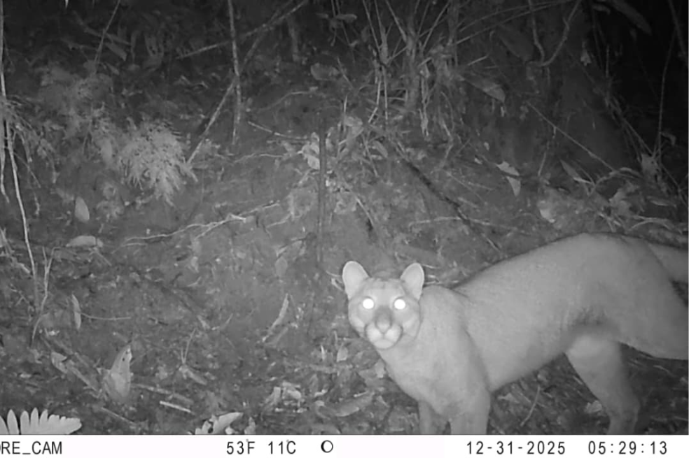 “Un registro excepcional”: reportan, por primera vez, a un puma en el sur del Tolima
