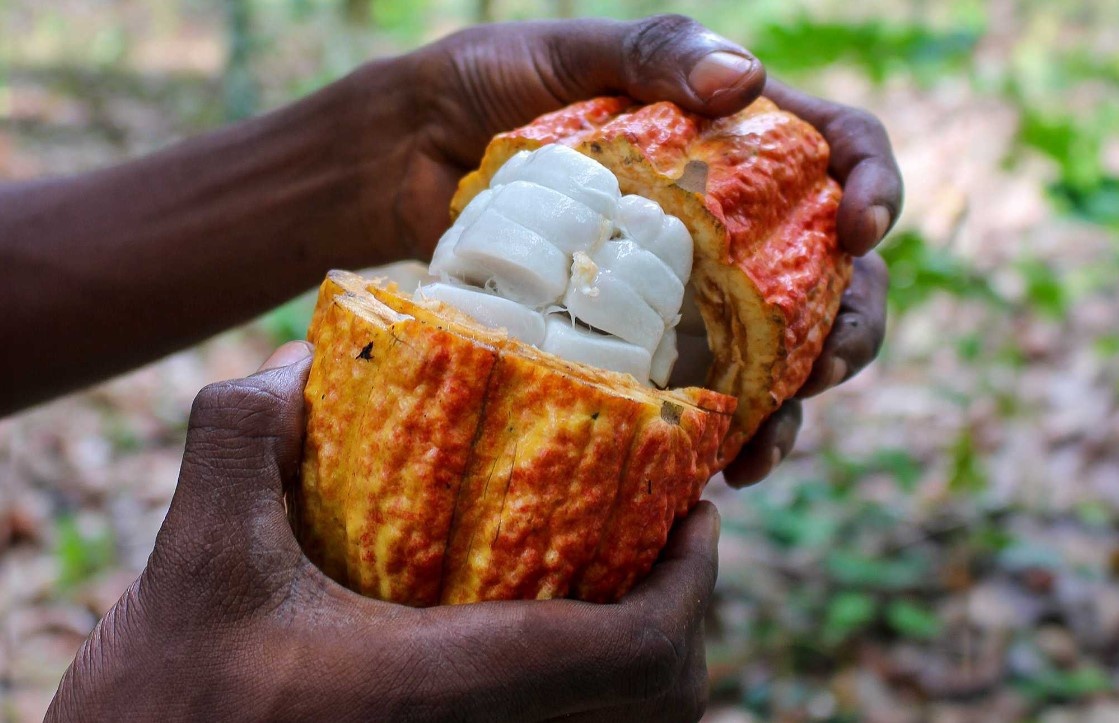 Esto es lo que vende el cacao colombiano en el mes de amor y amistad