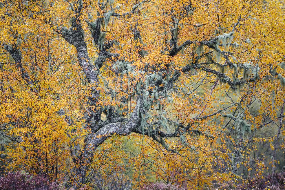 Categoría plantas y hongos: Duncan Wood dijo que su imagen "captura un fugaz instante de dramatismo y belleza en uno de los paisajes otoñales más vibrantes de Escocia".