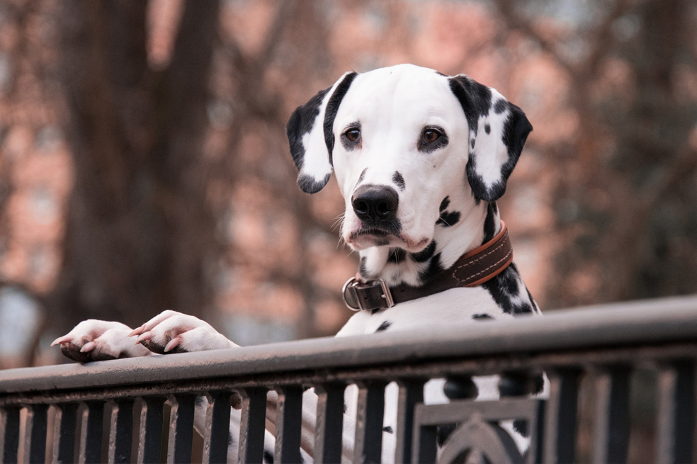 11 buenas razones para adoptar un perro