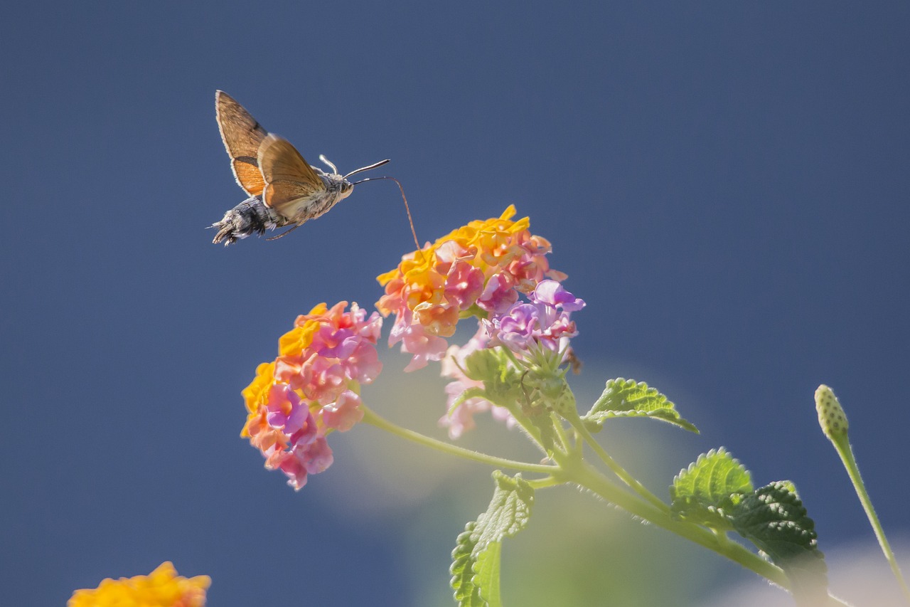 ¿Sueñas o ves muchas polillas? Este es el significado espiritual de estos insectos