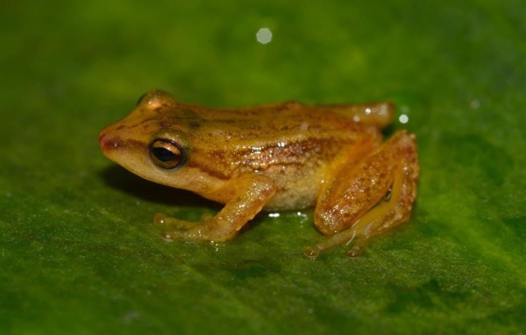 Halladas dos nuevas especies de ranas para la ciencia en el PNN Chingaza