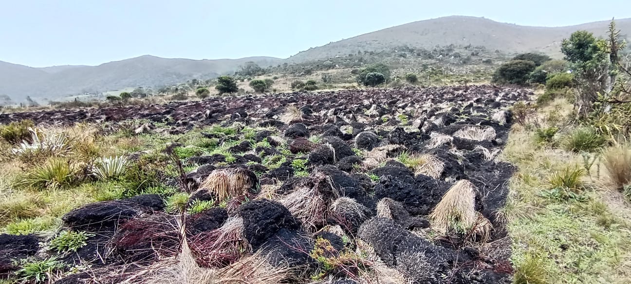 Denuncian que cientos de frailejones fueron talados en Boyacá
