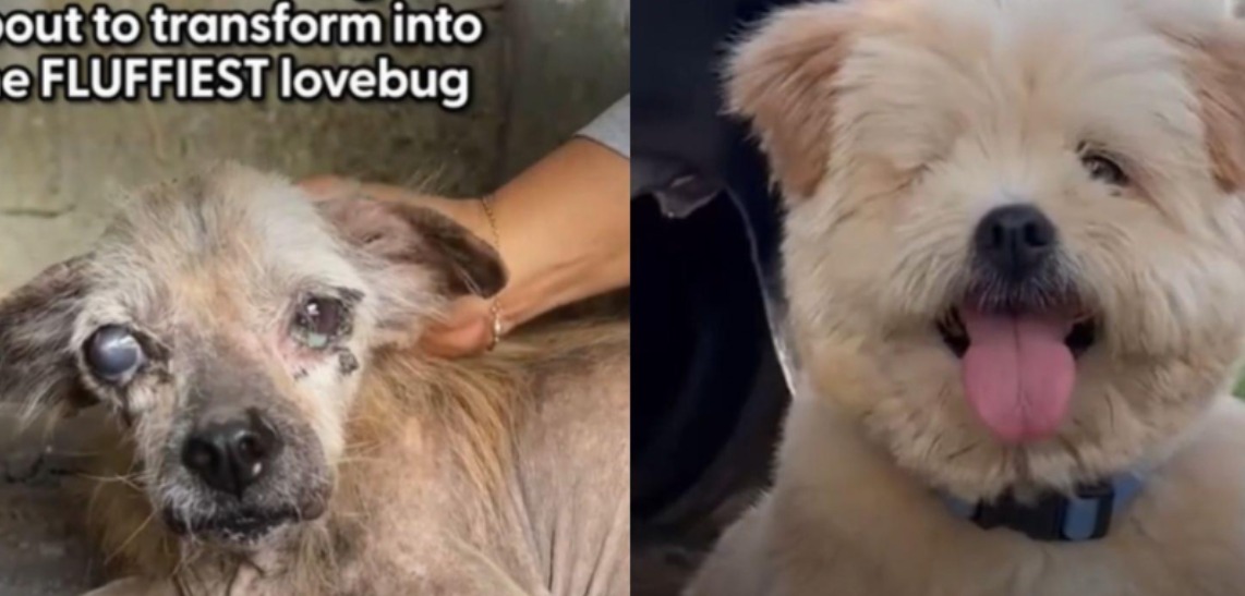 La increíble transformación de Alfie, el perro que estuvo al borde de la muerte