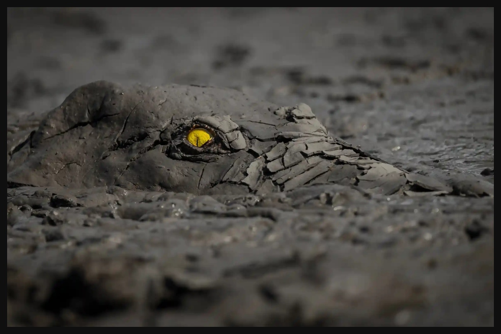 El ganador del gran premio fue Jens Cullmann por su imagen llamada 'Peligro en el barro': un cocodrilo en el Parque Nacional Mana Pools, Zimbabue.