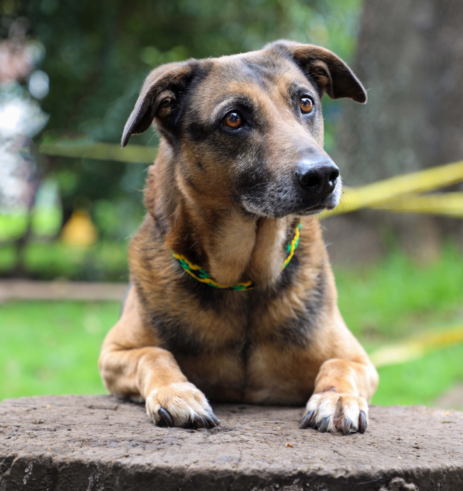 Visitando la página web del Instituto podrá encontrar otros animales en adopción.