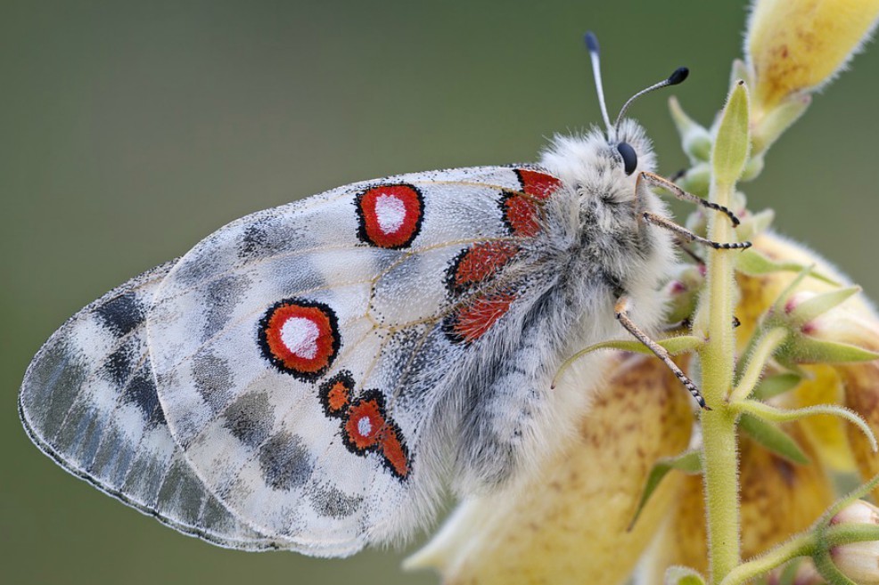 Primera guía para mejorar la toma de decisiones sobre biodiversidad