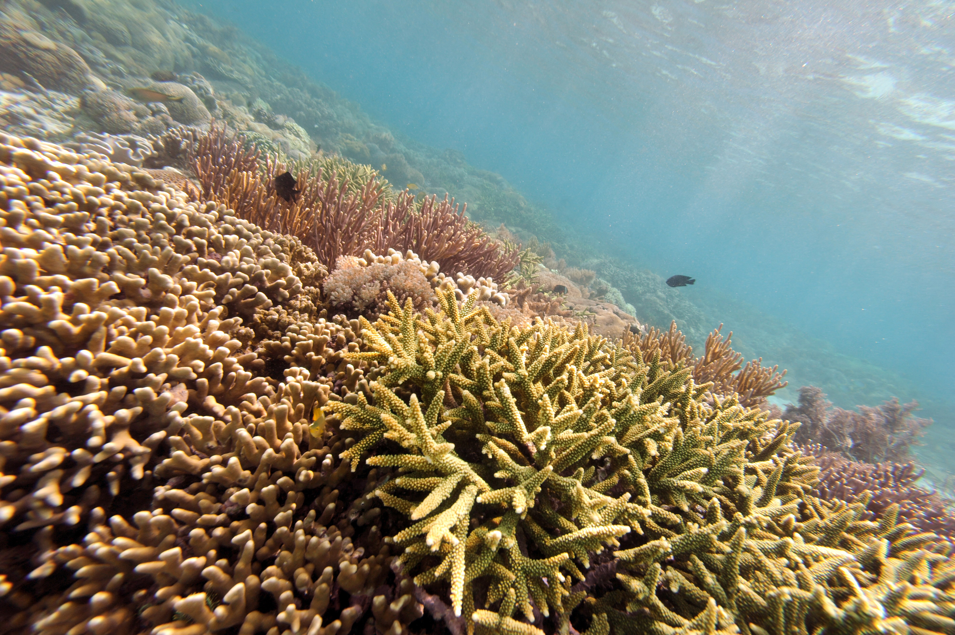 “Nos acercamos al colapso de un ecosistema entero: el de los arrecifes de coral”