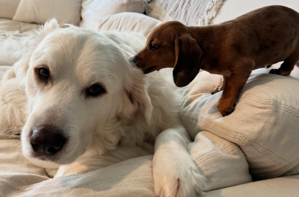 Pensaba que sus perros nunca se aceptarían, hasta que ocurrió lo inesperado