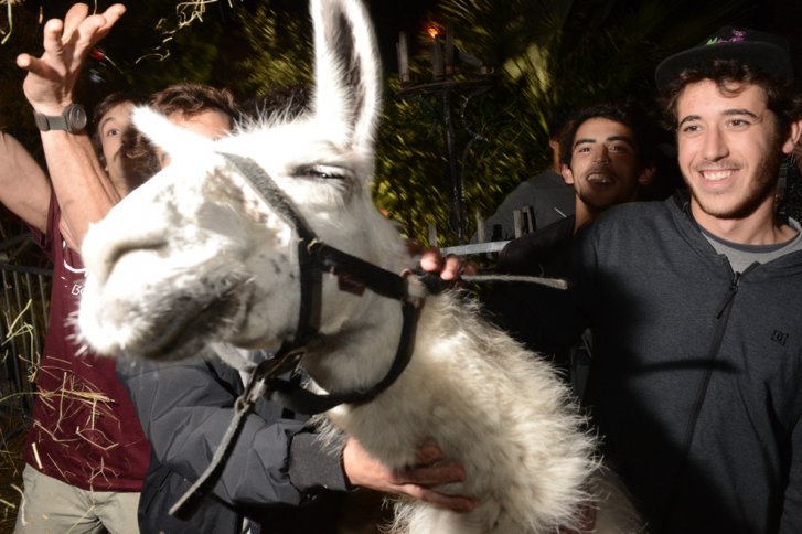 Los animales más influyentes de 2013