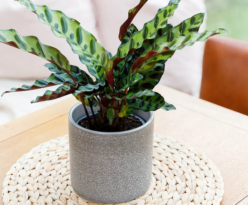 Calathea