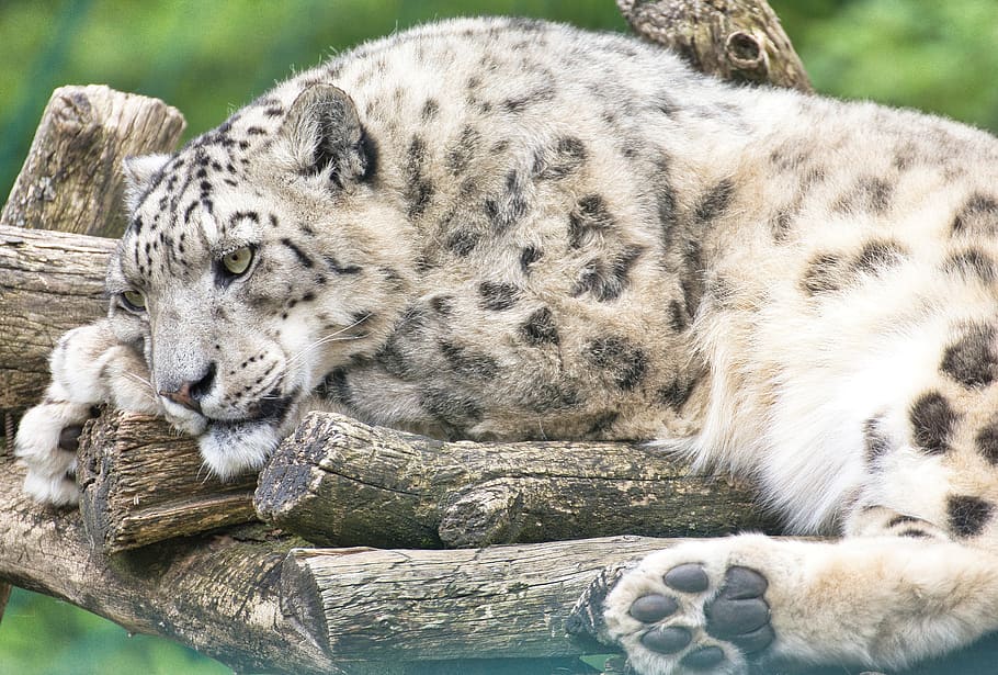 Tres leopardos de las nieves mueren por COVID-19 en un zoológico