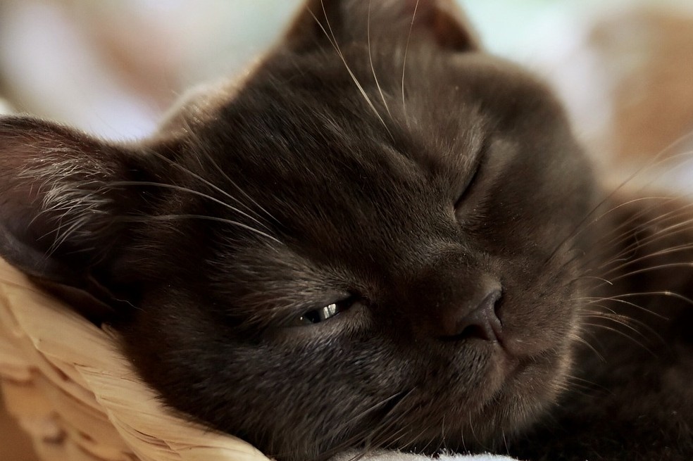 Gato, felino, animal, gestos cariñosos, te amo, gestos de cariño.
