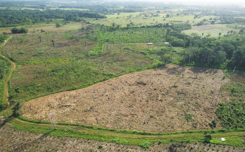 En 2024 se perdieron 8,1 millones de hectáreas de bosque: estas son las industrias que más contribuyeron