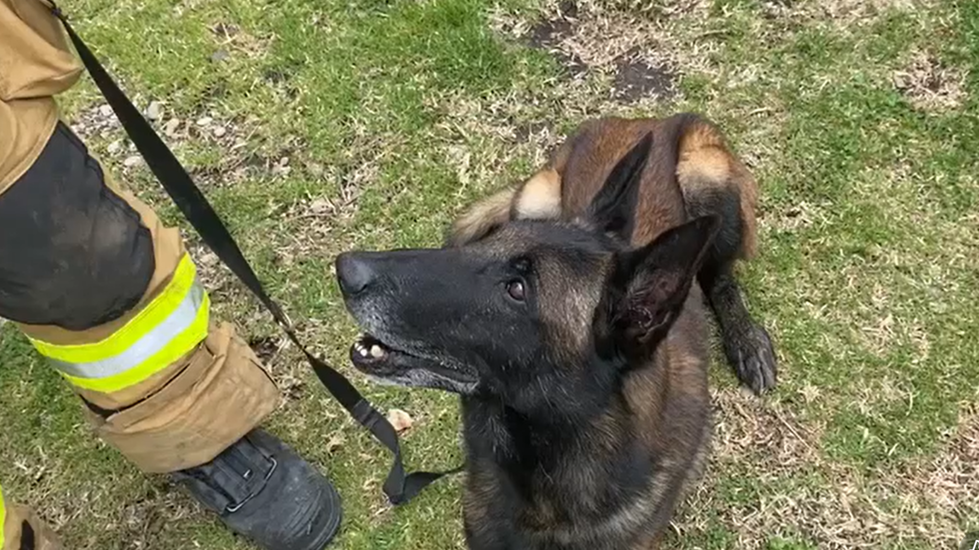 Perros rescatistas viajan desde varios países para llevar esperanza a Venezuela