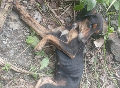 Esperanza, la perrita rescatada que lucha por recuperarse y busca un hogar