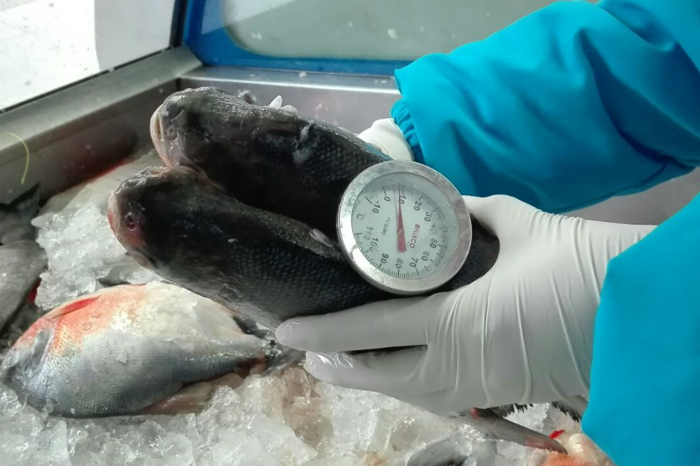 ¡Ojo con el pescado en mal estado! En Bogotá ya han decomisado 134 kilos