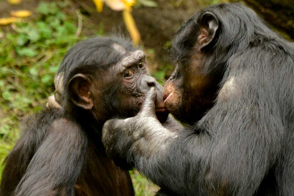 Día Internacional del beso: 4 animales que demuestran su amor también besándose