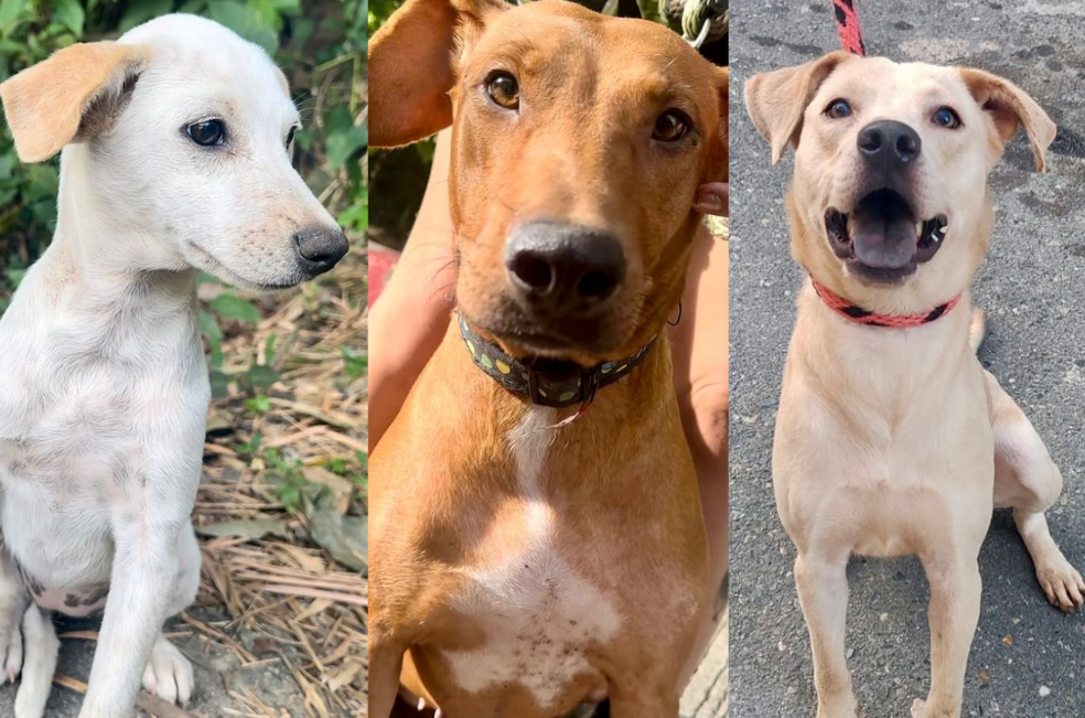 Un nuevo compañero lo espera: participe en esta gran jornada de adopción en Ibagué