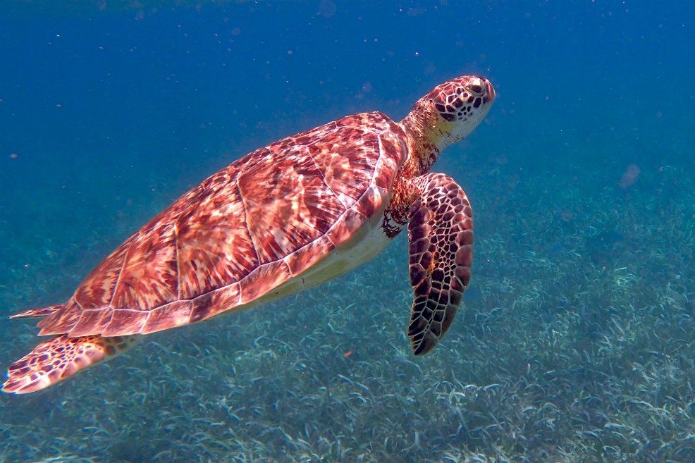 Belice finaliza las operaciones petroleras en sus aguas oceánicas