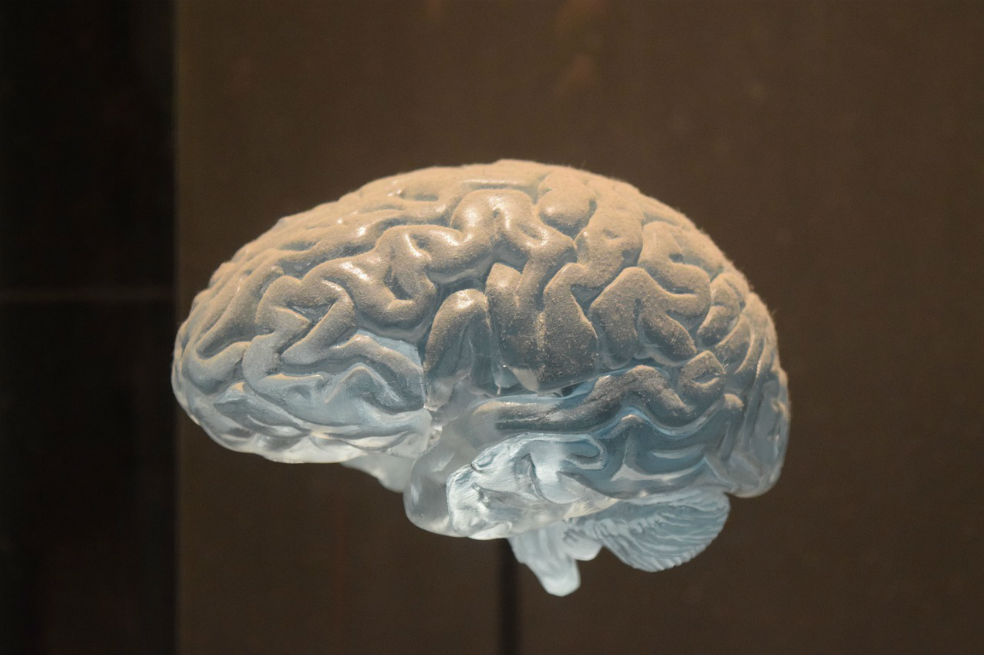 Descubren el secreto genético que potenció la inteligencia humana