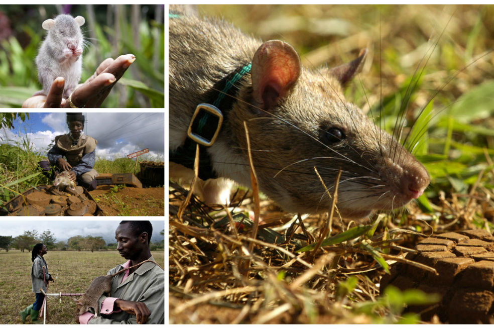 Ratas desactivan minas antipersonales en África