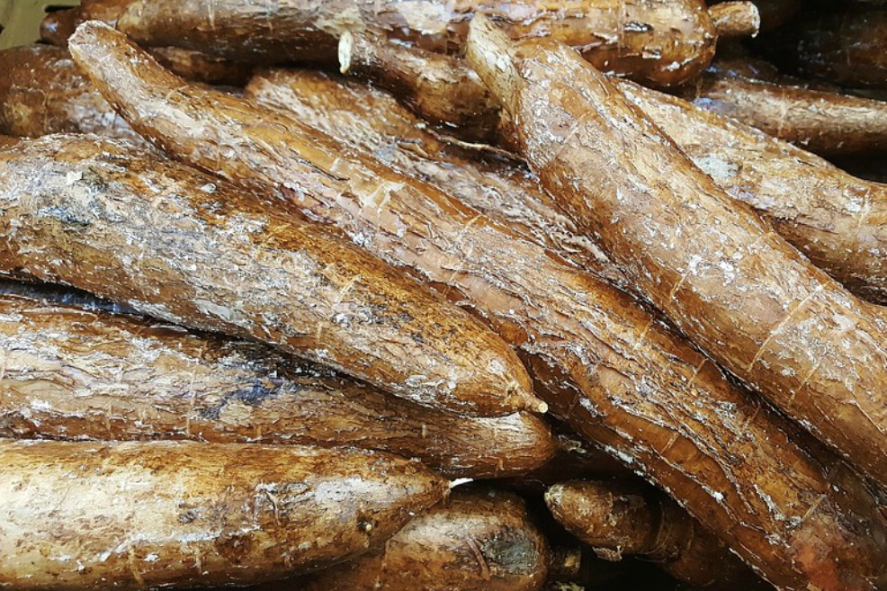 ¿Tener una planta de yuca en casa?: claro que sí