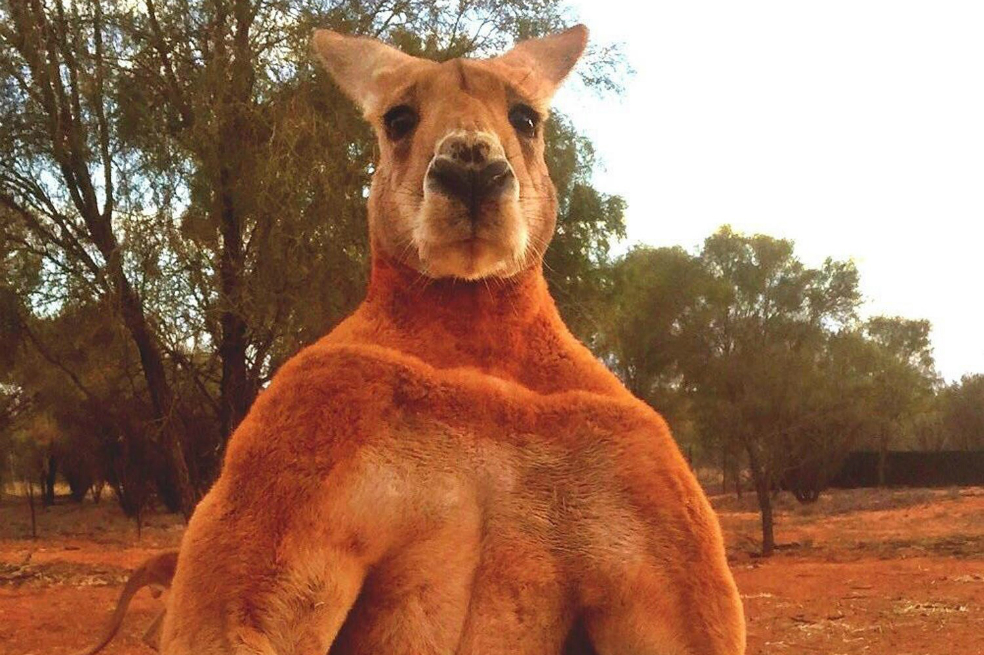 Murió Roger, el canguro culturista más famoso de Australia